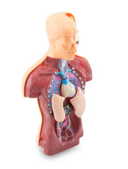 Anatomy human body model