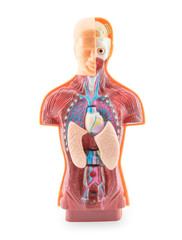 Anatomy human body model