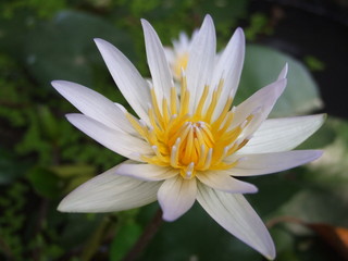 Water lily with green leaf in the pond