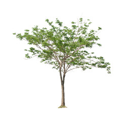 Fototapeta premium Tree