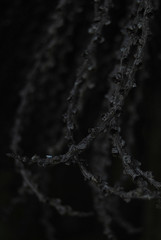 branches in detail