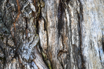 Gray weathered texture of tree bark