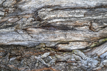Old tree bark textured background