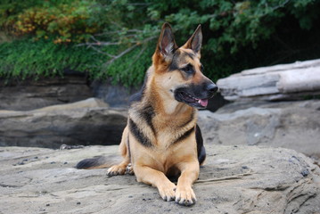 German Shepherd Female