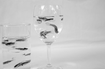 Little guppy fish in clear freshwater in two glasses