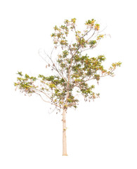 Fototapeta premium Tree