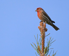 A House Finch sits on the very top of a pine tree in the late afternoon light.