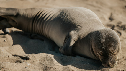 Fototapeta premium Baby Monk Seal 1