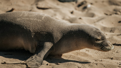 Baby Monk Seal 2