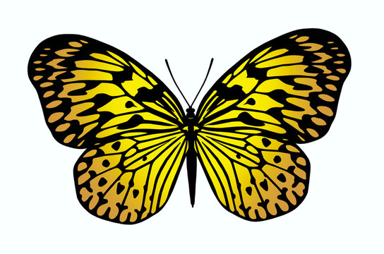 Beautiful yellow butterfly on white background
