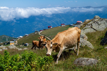 Fototapeta na wymiar farm cows grazing on lawn with beautiful view