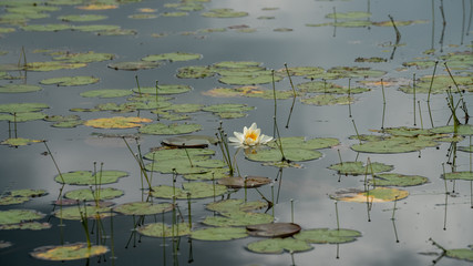 Pond Nature Flower