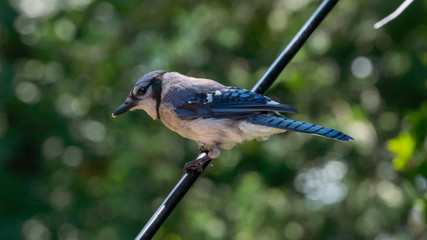 bird on a Feeder (BlueJay)