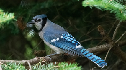 blue jay on a branch