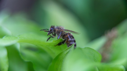 Bee