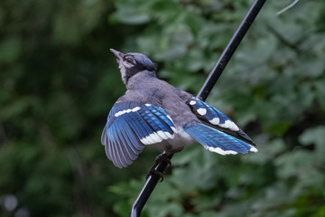 BlueJay Taking Flight