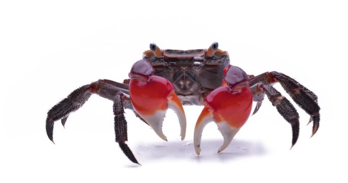 アカテガニ　赤手蟹　学名：Chiromantes haematocheir