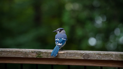 blue jay
