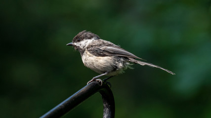 bird on a branch