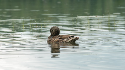 duck in water