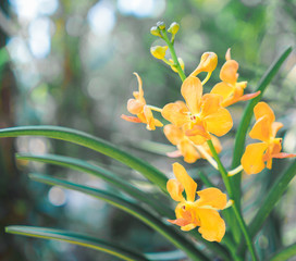 yellow orchid flowers on green background