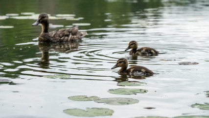 ducks in pond