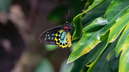 butterfly on leaf