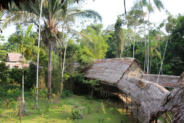 Amazon Landscape - 334626033