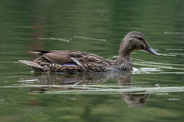 duck in water