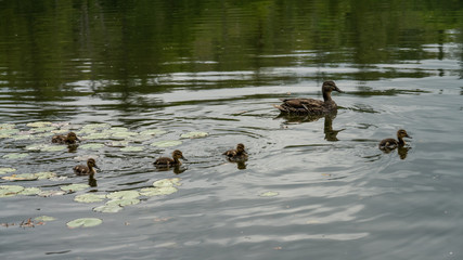 ducks in pond