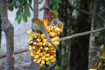 Amazon Monkey with bananas - 334626090