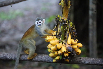 Amazon Monkey with bananas - 334626227