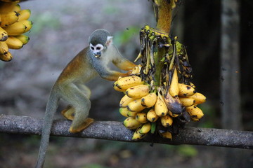 Amazon Monkey with bananas - 334626232