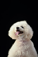 Obraz premium トイプードル