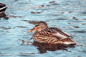 Duck swims in the river