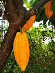 Yellow cocoa
