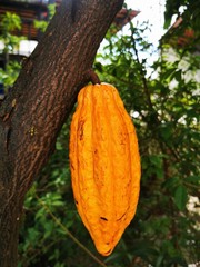 cocoa, background, plant, pod, fruit, yellow, cacao, ripe, bean, organic, ingredient, natural, nature, raw, brown, food, tropical, fresh, chocolate, tree, forest, sunshine, gourmet, snack, dried, wood