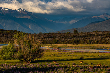 Naklejka premium typical nature in new zealand