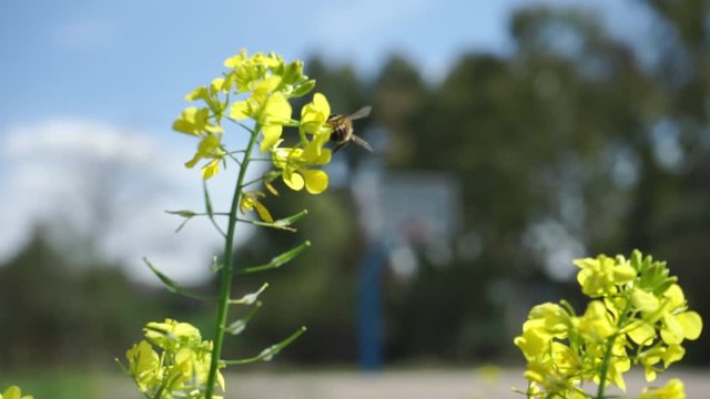 Close up of a bee flying on sinapis alba white mustard flower