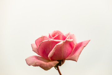 pink isolated rose close up