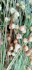 onions on a green background