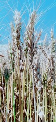 Obraz premium ears of wheat