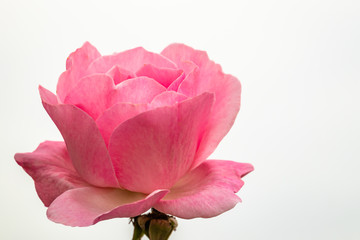 pink isolated rose close up