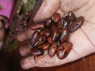 red kidney beans in hand