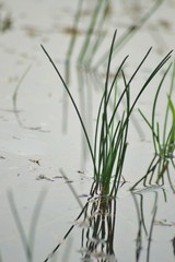 Obraz premium Grass with blurred background,grass,grass on paddy field with blurred background,grass and water.