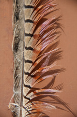 Colorful Feather Against Adobe Wall