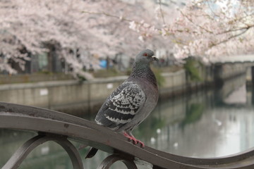 Blooming Cherry Blossom in Japan