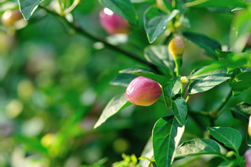 Growing purple and yellow pepper. Organic farming