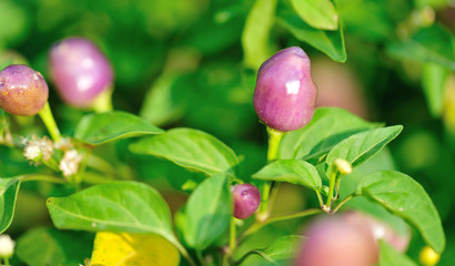 Growing purple and yellow pepper. Organic farming