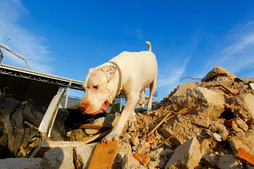 white pit bull rescue dog